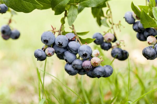 Kännasmustikas 'Duke' P21 80cm