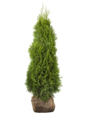 Harilik elupuu ‘Smaragd’ 180-200cm mullapalliga