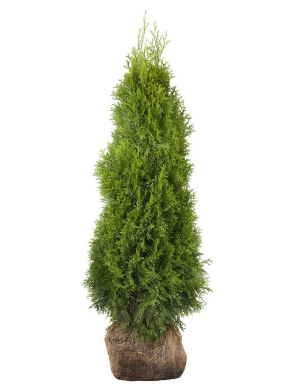 Harilik elupuu 'Smaragd' 180-200cm mullapalliga