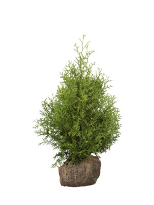 Harilik elupuu ‘Brabant’ 120-140cm mullapalliga