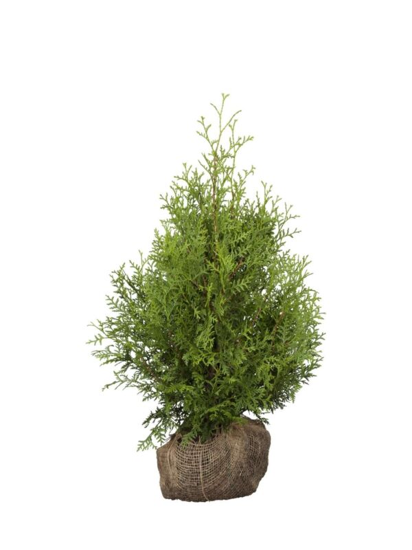 Harilik elupuu 'Brabant' 120-140cm mullapalliga