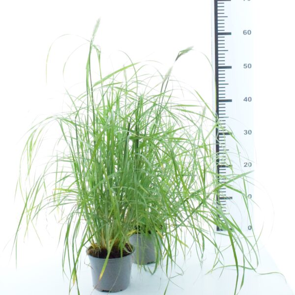 Villane hiidhirss P15