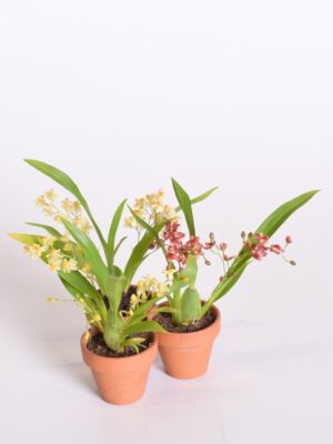 Värikäpp Twinkle P6 savipotis (ontsiidium)