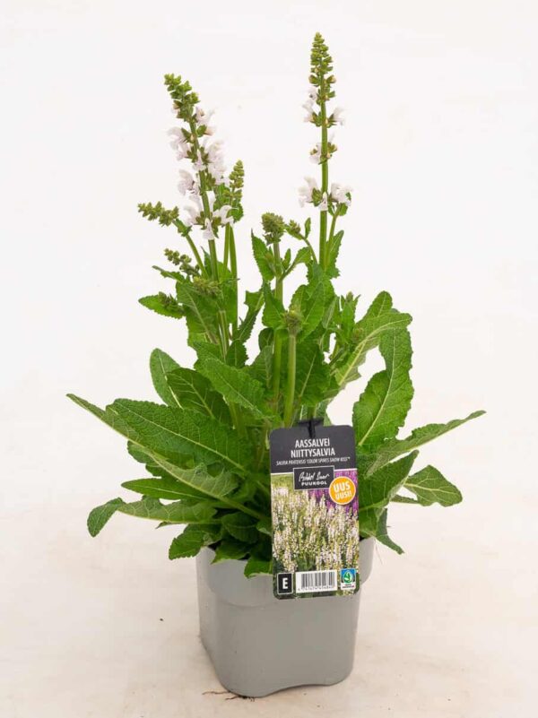 Aassalvei 'Color Snow Kiss' P17 Eestis kasvatatud