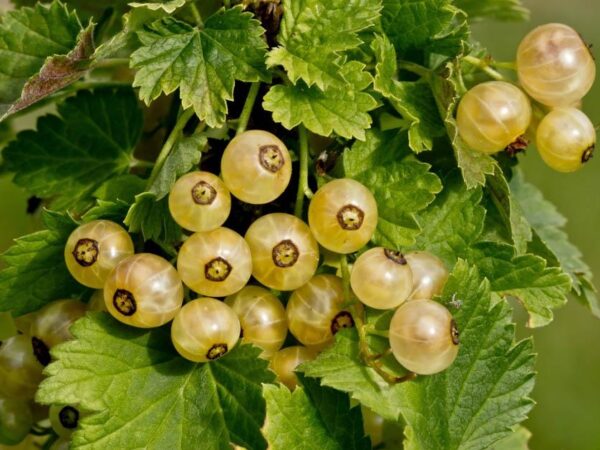 Valge sõstar 'Versailles' valge' P19 30-40cm