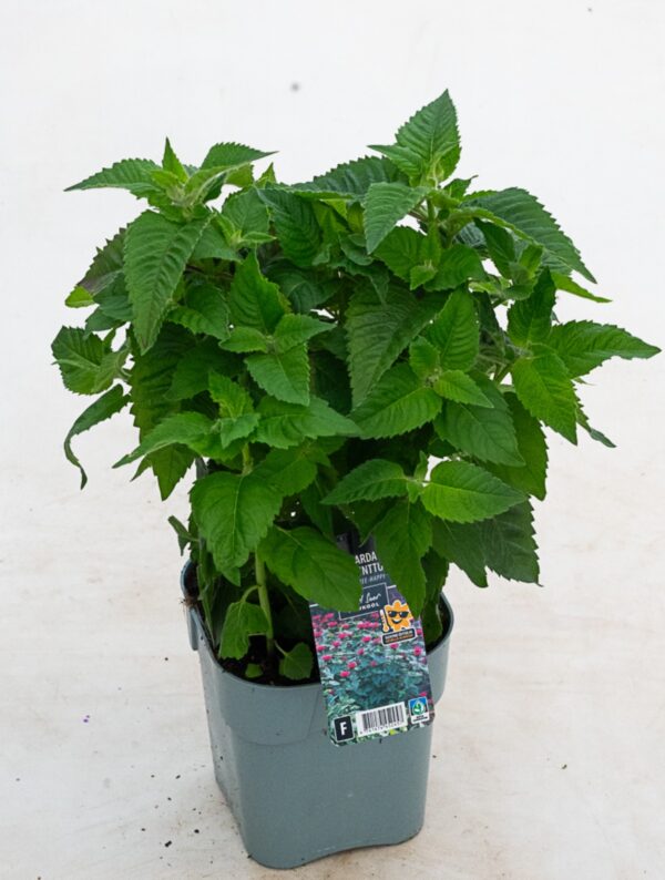 Monarda 'Bee-Happy' P19 Eestis kasvatatud