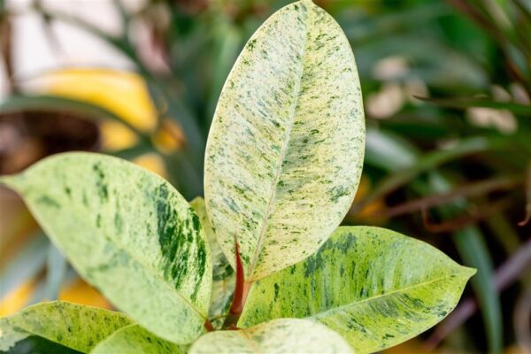 Kummi-viigipuu 'Schrijveriana/Shivereana' P12