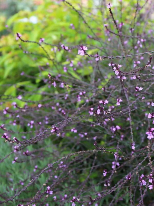 Harilik raudürt 'Bampton' P17 Eestis kasvatatud