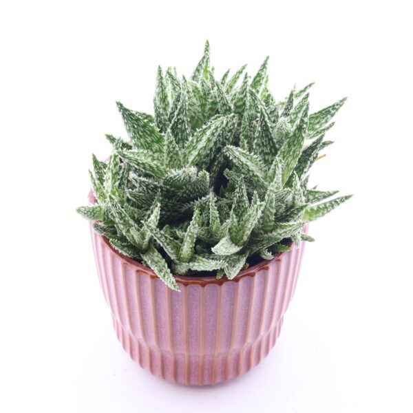 Aaloe 'Sugar Crystal' P12