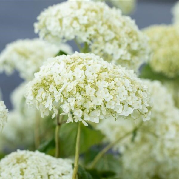 Puishortensia 'Strong Annabelle'/'Incrediball' P23