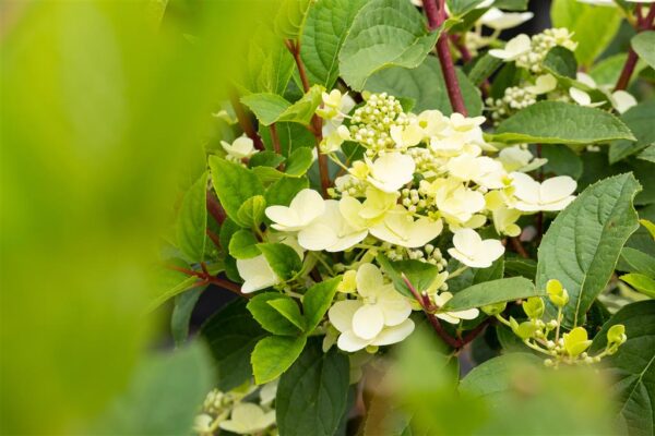 Aedhortensia 'Early Sensation' P19