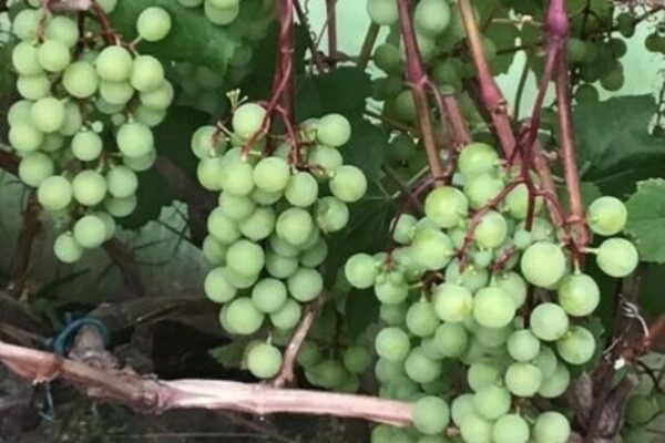 Viinapuu 'Supaga' P15 50cm