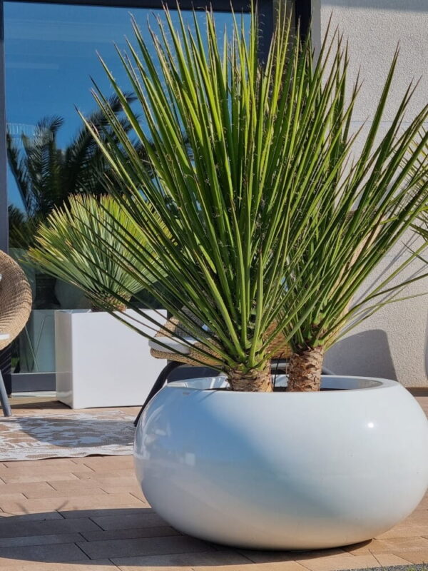 Õuepott Ufo Ø47x h25cm valge