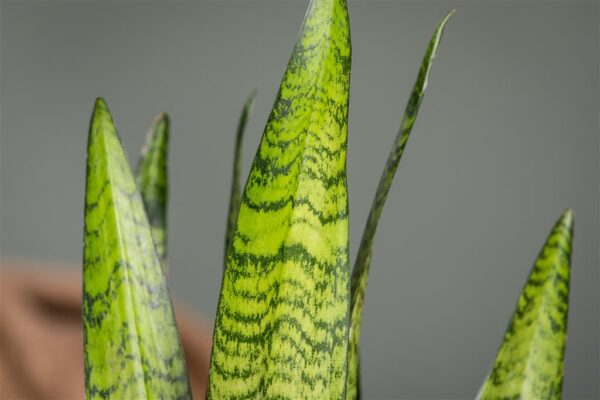 Tseiloni havisaba P27 70cm