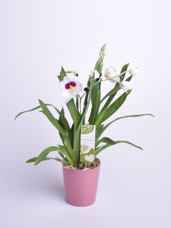 Miltoniopsis erinevad P12