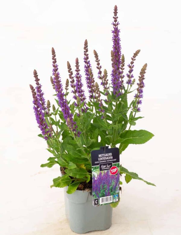 Metssalvei 'Ostfriesland' P19