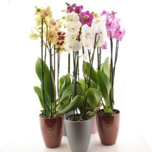 Kuuking P12 erinevad 4 õievart