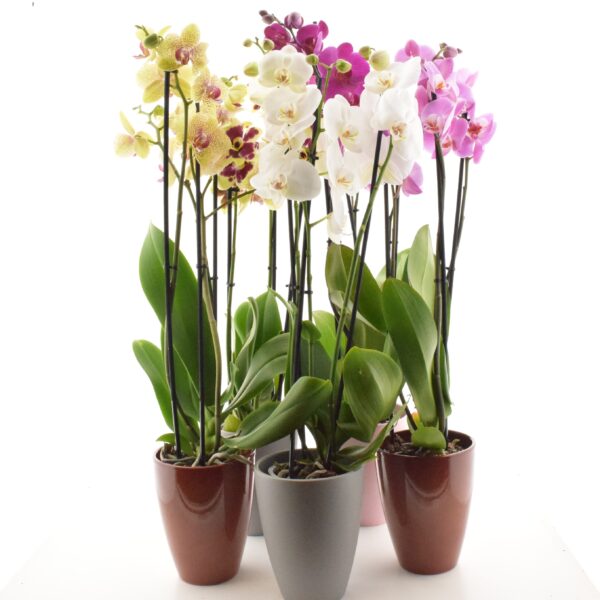 Kuuking P12 erinevad 4 õievart