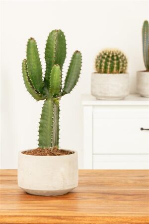 Kandelaaber-piimalill P18 30cm