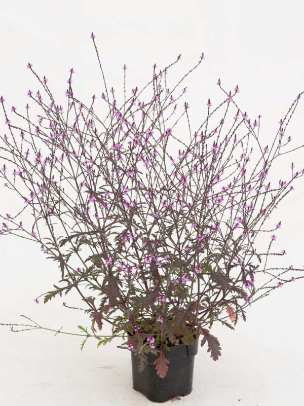 Harilik raudürt 'Bampton' P17 Eestis kasvatatud