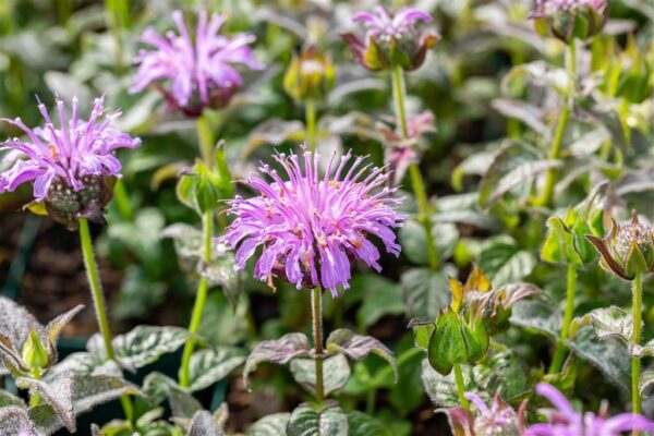 Monarda 'Blue Moon' P17 Eestis kasvatatud