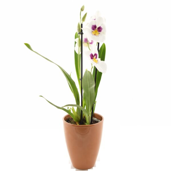 Miltoniopsis erinevad P12