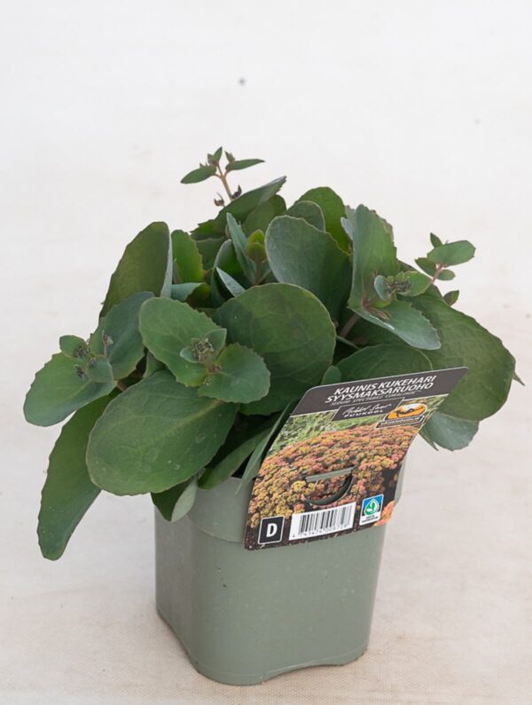 Kaunis kukehari 'Coraljade'® P14 Eestis kasvatatud