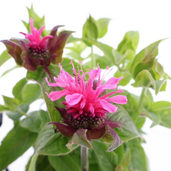 Monarda 'Cranberry Lace' P14 Eestis kasvatatud