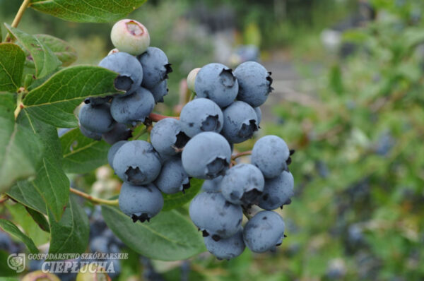 Kännasmustikas 'Jorma' P23