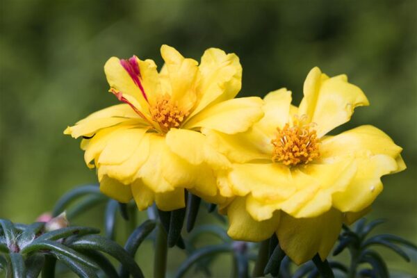 Suureõieline portulak P15