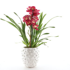 Tsümbiidium ‘Red Arrow’ P14