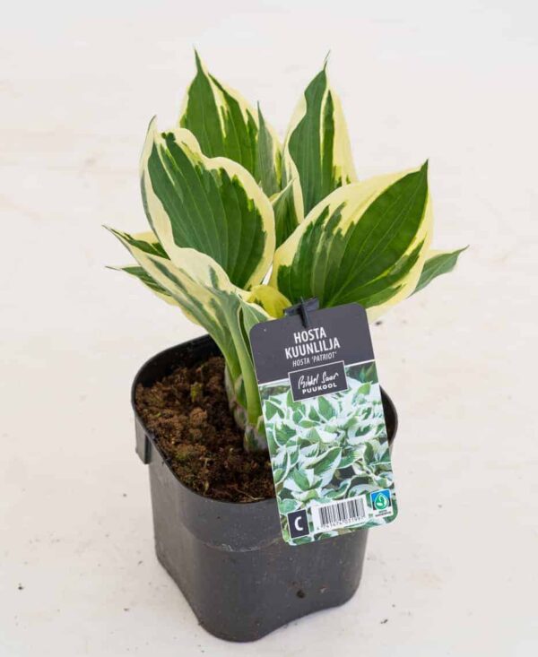 Hosta 'Patriot' P14 Eestis kasvatatud