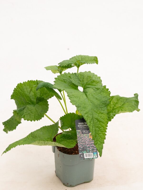 Mugul tuliürt 'Amazone' P14 Eestis kasvatatud