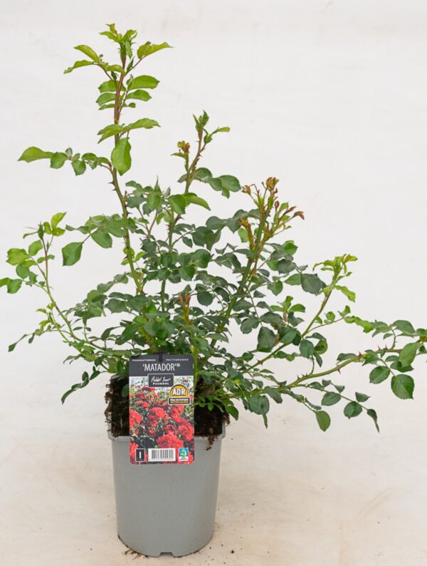 Pinnakatteroos 'Matador' P21 Eestis kasvatatud