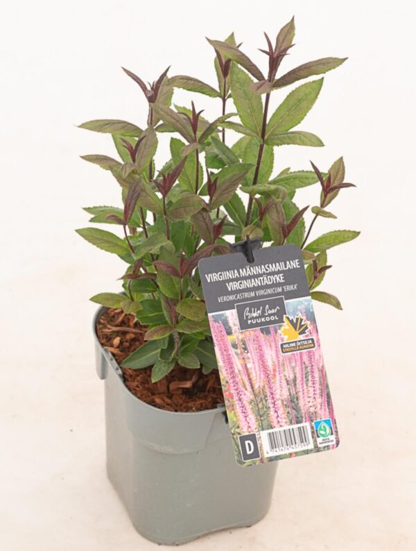 Virgiinia männasmailane 'Erika' P14 Eestis kasvatatud