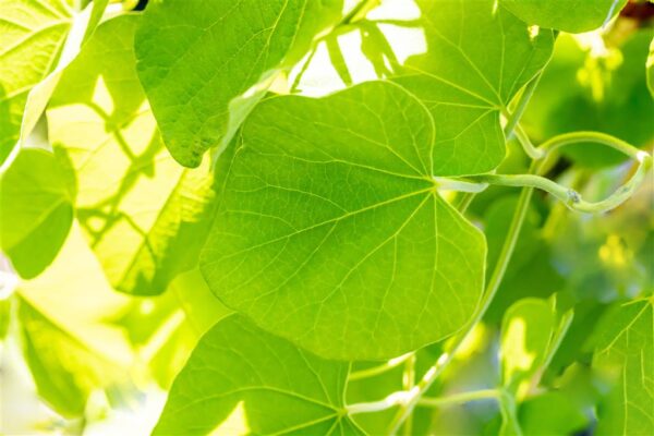 Suurelehine tobiväät P21 70cm