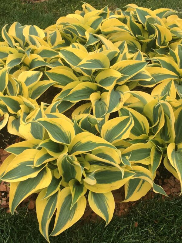 Hosta 'Autumn Frost' P15 Eestis kasvatatud