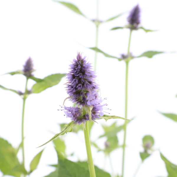 Hiidiisop 'Blue Fortune' P17 Eestis kasvatatud