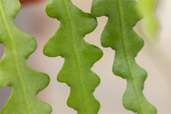 Sakiline lamekaktus P14 amplis