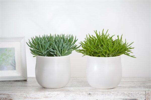 Amburikuurio 'Himalaya' P10,5