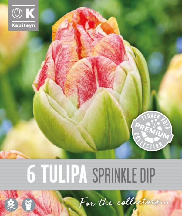 Tulp 'Sprinkle Dip' 6tk