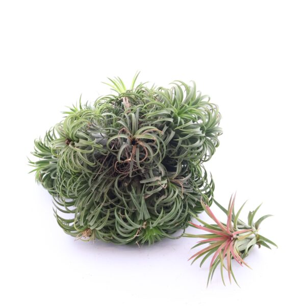 Tillandsia Magic Ball õhulill