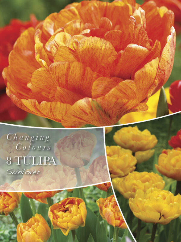 Tulp 'Sunlover' 8tk