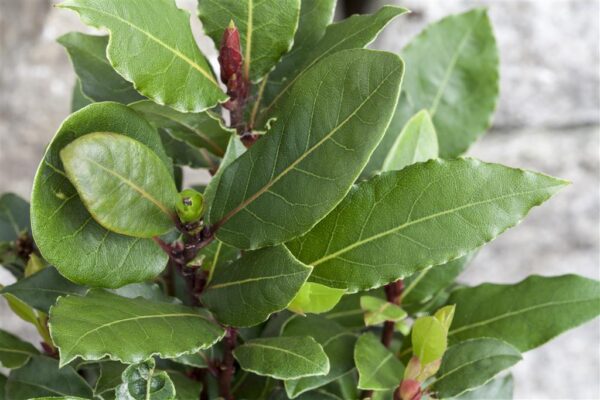 Harilik loorberipuu P9