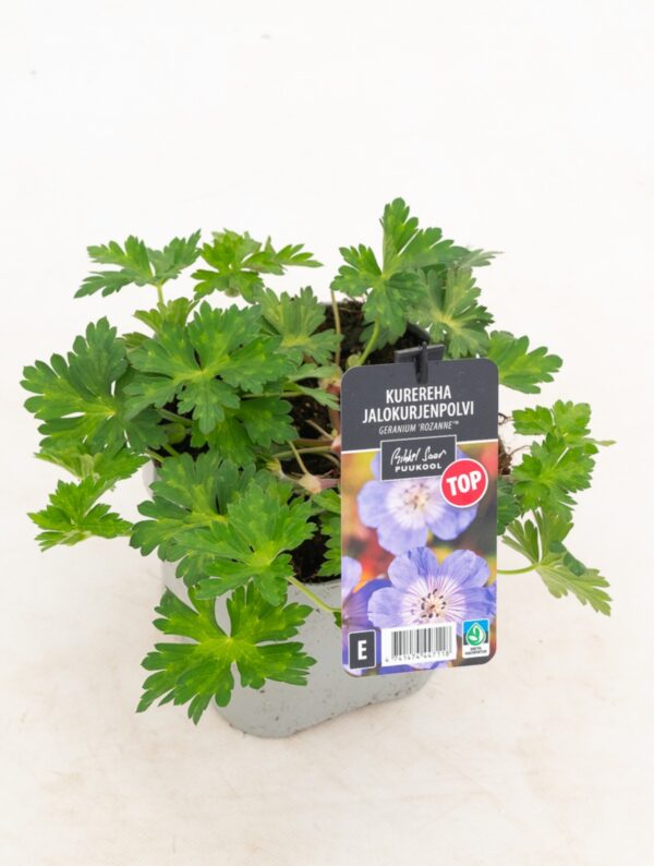 Kurereha 'Rozanne' P17 Eestis kasvatatud