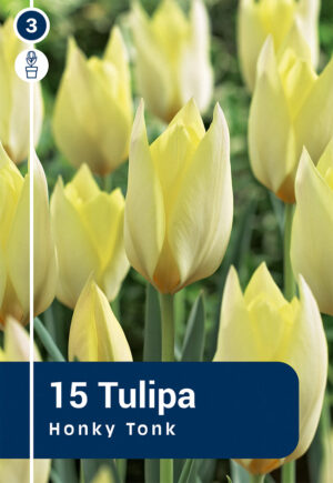 Tulp ‘Honky Tonk’ 15tk