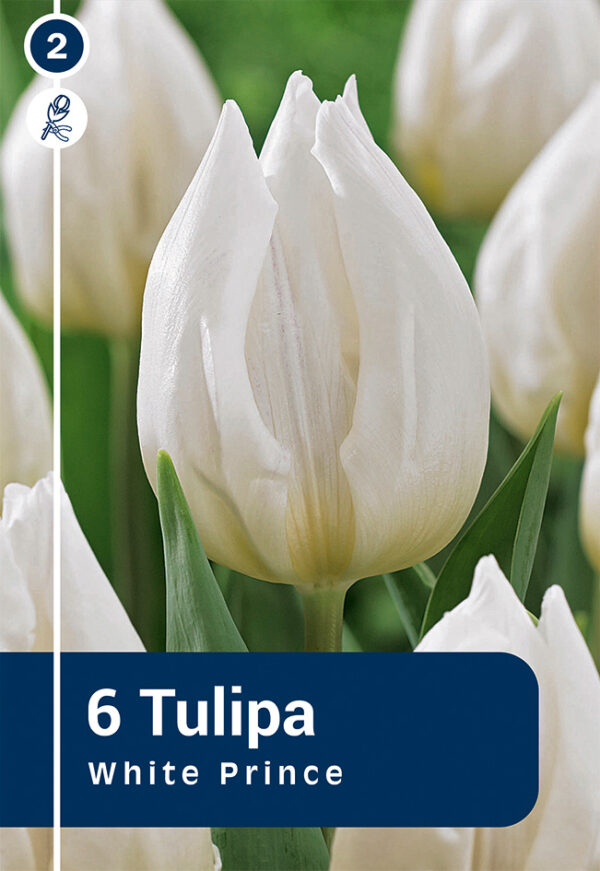 Tulp 'White Prince' 6tk
