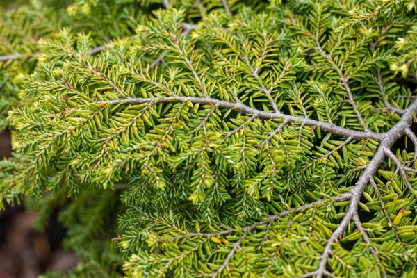 Kanada tsuuga 'Green Globe' P26 30-40cm