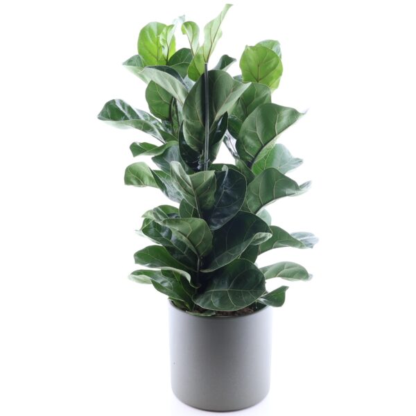 Lüüra-viigipuu 'Bambino' P21 3tüve