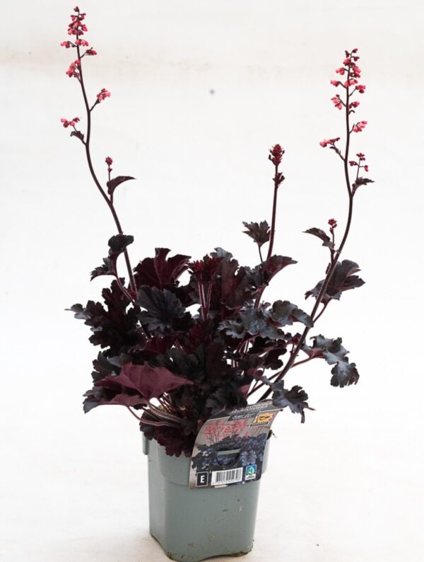 Helmikpööris 'Timeless Night' P14 Eestis kasvatatud